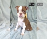 Small #3 Boston Terrier