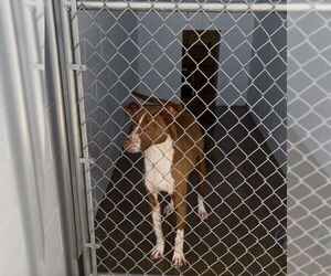 Royal - Male Mutt Dog for Adoption - Photo #3