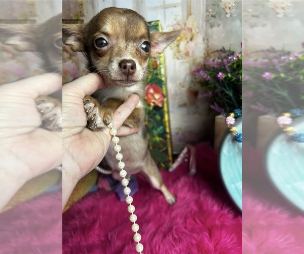 Medium Photo #4 Chihuahua Puppy For Sale in TRACY, CA, USA
