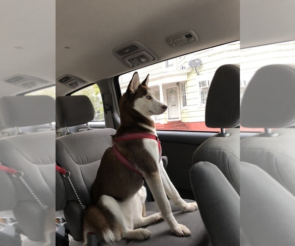 Medium Photo #1 Labsky Puppy For Sale in JOHNSTON, RI, USA