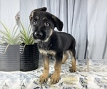 Small Photo #4 German Shepherd Dog Puppy For Sale in GREENWOOD, IN, USA