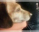 Small #3 Mutt