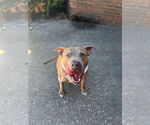 Small #6 Labrador Retriever Mix
