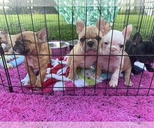 French Bulldog Puppy for Sale in DOVER, Florida USA