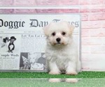 Small Photo #4 Bichon Frise Puppy For Sale in BEL AIR, MD, USA