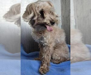 Poodle (Miniature) Dogs for adoption in San Antonio, TX, USA