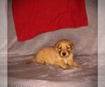 Small #10 Golden Retriever