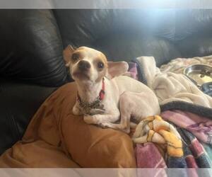 Chihuahua Dogs for adoption in Chandler, AZ, USA