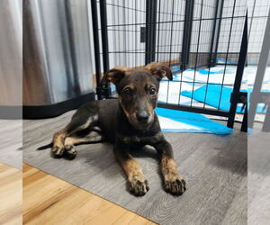 Mutt Dogs for adoption in Fargo, ND, USA