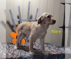 Labradoodle-Poodle (Standard) Mix Puppy for sale in CANAJOHARIE, NY, USA