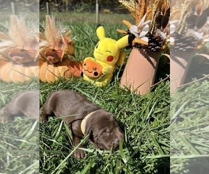 Labrador Retriever Puppy for Sale in NEOLA, West Virginia USA
