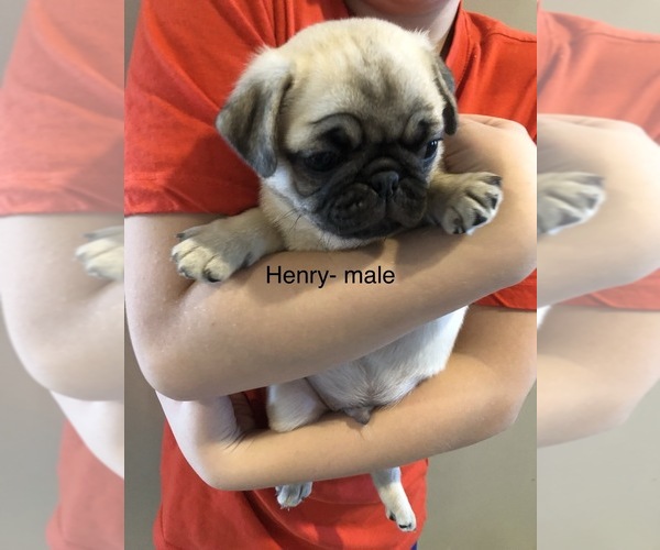Medium Photo #4 Pug Puppy For Sale in SUMTER, SC, USA