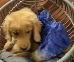 Small Photo #3 Golden Retriever Puppy For Sale in PATERSON, NJ, USA