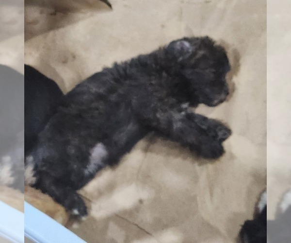 Medium Photo #11 Shorkie Tzu-Zuchon Mix Puppy For Sale in COWARD, SC, USA
