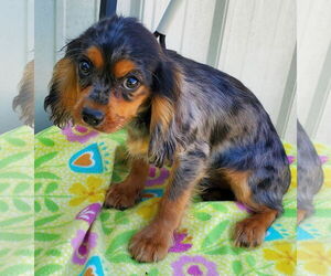 Cavalier King Charles Spaniel Dogs for adoption in Mountain View, MO, USA