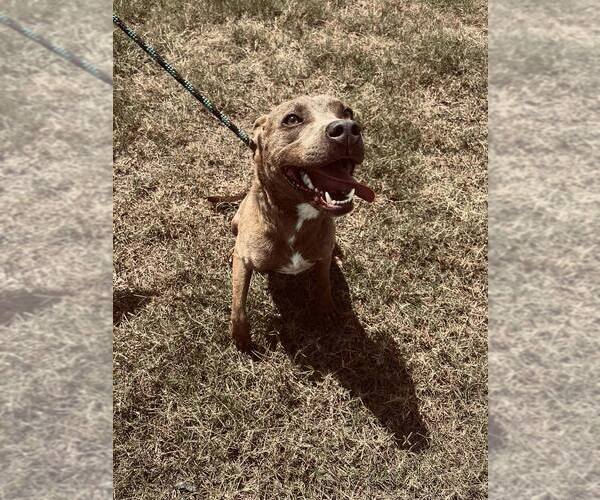 Medium Photo #1 Mutt Puppy For Sale in Abbeville, LA, USA