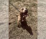 Small Mutt