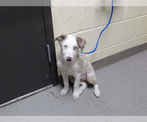 Medium Photo #1 Australian Shepherd-Unknown Mix Puppy For Sale in Denver, CO, USA