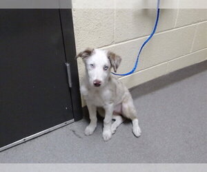 Australian Shepherd-Unknown Mix Dogs for adoption in Denver, CO, USA