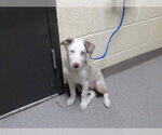 Small Australian Shepherd Mix