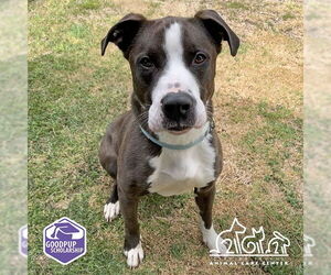 American Pit Bull Terrier-Unknown Mix Dogs for adoption in Irvine, CA, USA