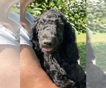 Small Photo #4 Poodle (Standard) Puppy For Sale in LEXINGTON, GA, USA
