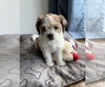 Small Shih Tzu