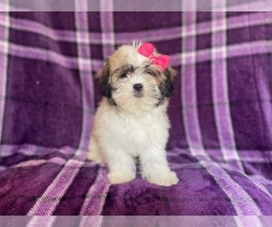Zuchon Puppy for sale in LAKELAND, FL, USA