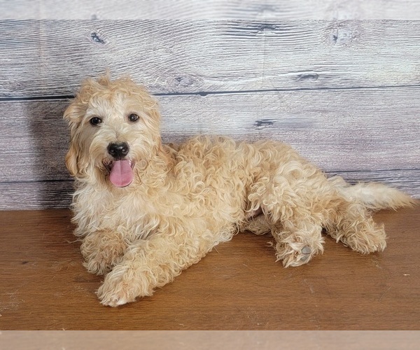 Medium Photo #5 Goldendoodle (Miniature) Puppy For Sale in SHAWNEE, OK, USA