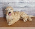 Small Photo #5 Goldendoodle (Miniature) Puppy For Sale in SHAWNEE, OK, USA