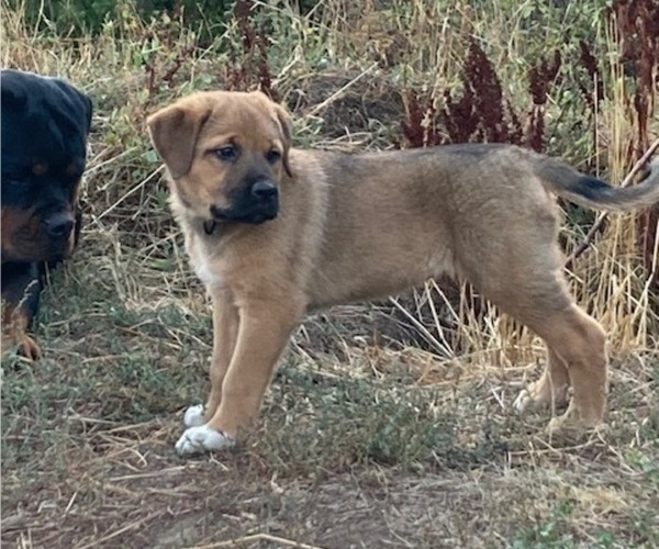 Medium Photo #1 Great Pyrenees-Rottweiler Mix Puppy For Sale in DEARY, ID, USA