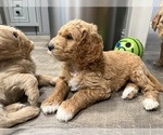 Small #3 Goldendoodle