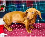 Small Photo #8 Dachshund Puppy For Sale in WAKARUSA, IN, USA