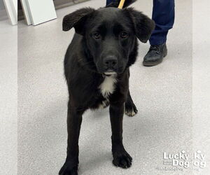 Labrador Retriever-Unknown Mix Dogs for adoption in Washington, DC, USA