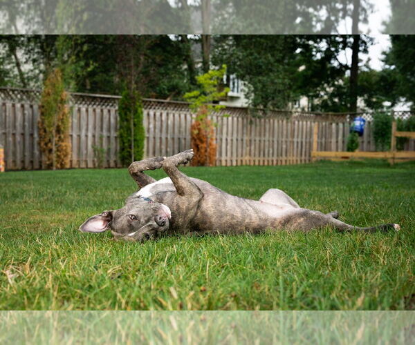 Medium Photo #3 American Pit Bull Terrier Puppy For Sale in Alexandria, VA, USA