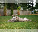 Small #2 American Pit Bull Terrier