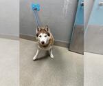 Small Siberian Husky Mix