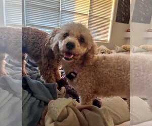 Poodle (Miniature) Dogs for adoption in Imperial Beach, CA, USA