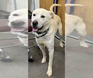 Labrador Retriever-Unknown Mix Dogs for adoption in Forestville, MD, USA