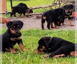 Small Photo #6 Rottweiler Puppy For Sale in PELHAM, GA, USA