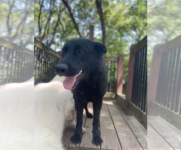 Medium Photo #3 German Shepherd Dog Puppy For Sale in Leavenworth, KS, USA