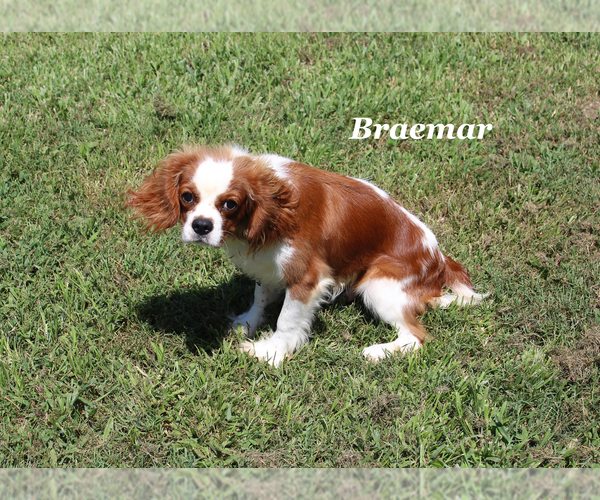 Medium Photo #1 Cavalier King Charles Spaniel Puppy For Sale in CHANUTE, KS, USA