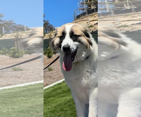 Medium Photo #1 Anatolian Shepherd-Unknown Mix Puppy For Sale in Dana Point, CA, USA
