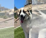 Small Anatolian Shepherd Mix