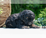 Small #4 Miniature Bernedoodle
