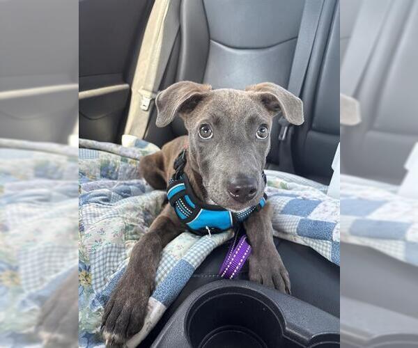 Medium Photo #3 American Pit Bull Terrier Puppy For Sale in Peoria, IL, USA