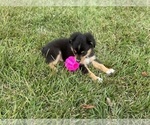 Puppy Puppy 2 Cupid Miniature Australian Shepherd