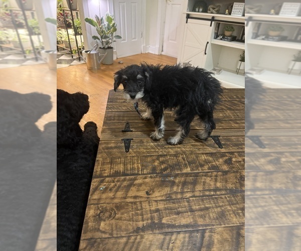 Medium Photo #7 Schnoodle (Miniature) Puppy For Sale in DINWIDDIE, VA, USA