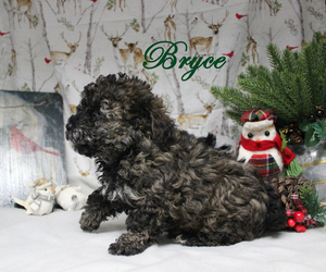 Poodle (Toy) Puppy for Sale in CHANUTE, Kansas USA
