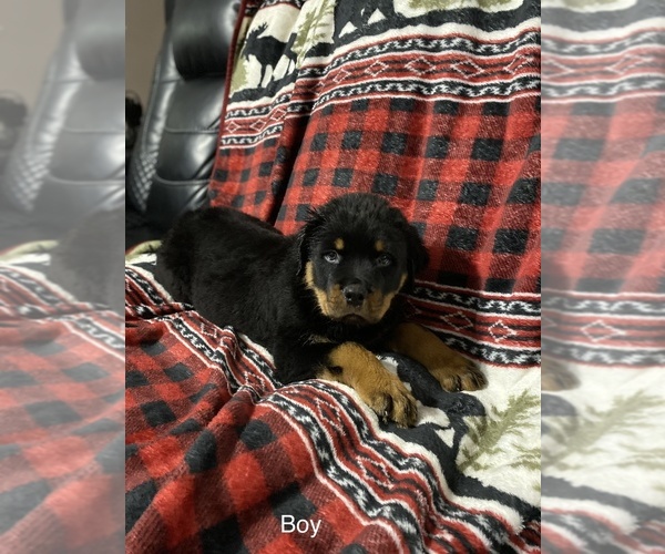 Medium Photo #4 Rottweiler Puppy For Sale in WINDSOR, ME, USA